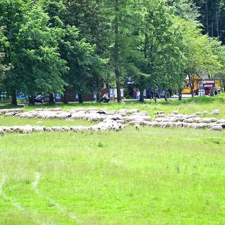 Halka 3* Zakopane
